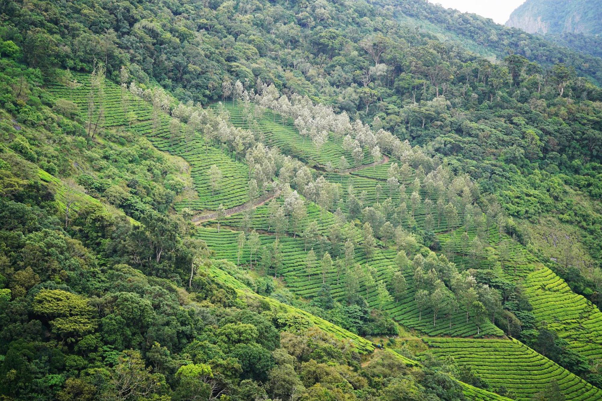 Отель The Teatree Munnar Suryanelli Экстерьер фото